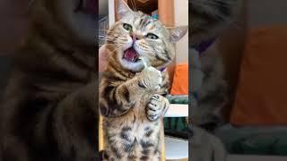 Hungry Cat Asmr #asmr #cat #funny #fyp #pet #short