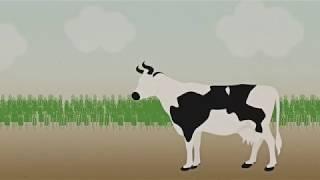 Animation: GMOs vs. gene-edited foods