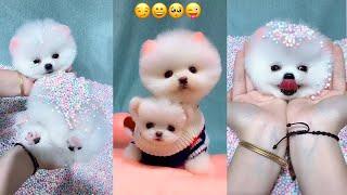  Funny and Cute Pomeranian 