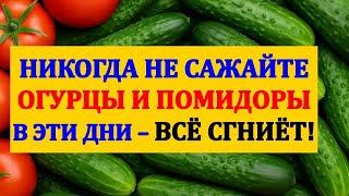 Никогда не сажайте огурцы и помидоры в эти дни — всё сгниёт! Дачные приметы для хорошего урожая