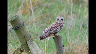 Short Eared Owls Hunting at Bempton Cliffs