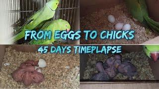 Ringneck Parakeets Timeplapse from Eggs to Chicks (E-Sub) | 45 Days Timeplapse | Voice of Animalia