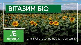 ВІТАЗИМ БІО: результат внесення для зняття фітотоксу на посівах соняшнику | БІОСТИМУЛЯТОР РОСТУ