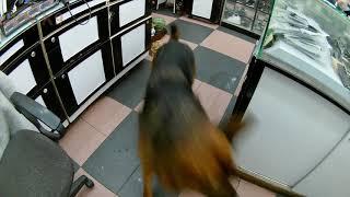 funny video gsd and malinois take leash run around