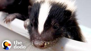 This Is How A Baby Skunk Sprays | The Dodo Little But Fierce