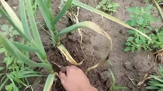 Чеснок с опытного участка на 29.06.18 г. Вердикт по однозубке, вессенний (яровой) посадка под зиму.