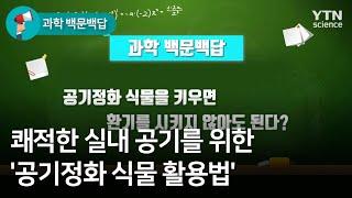 [과학 백문백답] 쾌적한 실내 공기를 위한 '공기정화 식물 활용법' / YTN 사이언스