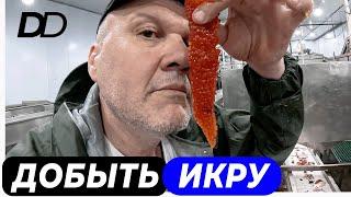 КАК ДЕЛАЮТ КРАСНУЮ ИКРУ? ПУТИНА И ПЛАВУЧИЙ ЗАВОД В ЗАЛИВЕ СЧАСТЬЯ! ГДЕ САМАЯ СВЕЖАЯ ИКРА И РЫБА?