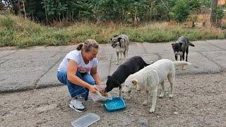 Hungry Stray Dogs are So Happy to See Food in my Hands for them