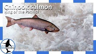 The King of the Salmon – Chinook (Oncorhynchus tshawytscha)