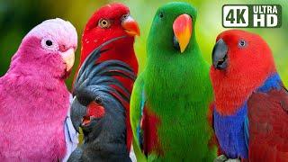 Most Wonderful Parrots of Australia | Colourful Birds | Relaxing Nature Sounds | Australian Wildlife