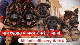 German Shepherd Puppies | Full long Coat| Low Price Dog| Dogs for sale | Gsd puppies