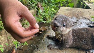 Bayi Berang-berang Pintar Mencari dan memakan Ikan Di Sungai,clever otters accompany me to fish