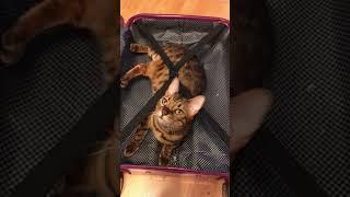 Собираемся в дорогу…#бенгальскаякошка #бенгалка