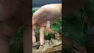 Crested gecko eating from my hand