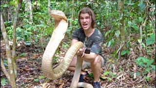 Worlds Biggest KING COBRA in JUNGLE of BORNEO?! Pt.2