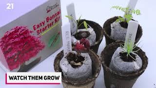 How To Grow Bonsai Tree From Seeds - 2020