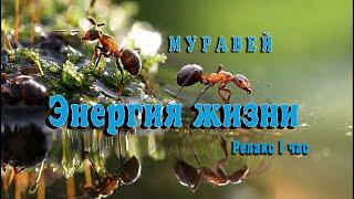Муравей. Энергия жизни. Релакс по-сибирски