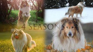 4 Seasons with rough collie Thunder || Dog Tricks