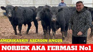 NORBEK AKA FERMASI ABERDIN ANGUS BUQACHALA ARGINALLRI KELDI BONUSGA TUYA BOR.