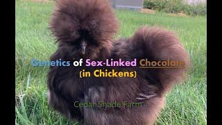 Genetics of Sex-Linked Chocolate | Genetics, Breeding & More