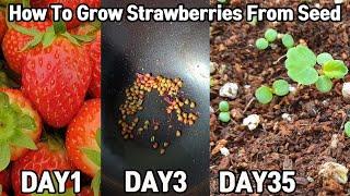 딸기 사 먹고 공짜로 모종 얻는 방법!ㅣHow To Grow Strawberries From Seed