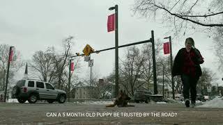 Lucky the Belgian Malinois| Off Leash K9 Harrisburg| Best Malinois Dog Trainers