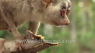 Rare creature of the night - Slender Loris in South India