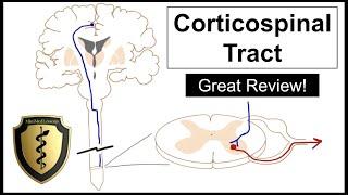 The Corticospinal Tract - A Review of Motor Neuron Pathway!