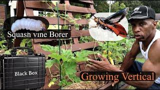 Vertical gardening with Squash and Zucchini - Beating the Vine Borer #gardening #cc