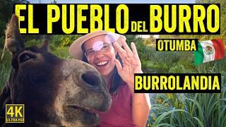 EL pueblo del BURRO MEXICANO  🫏 OTUMBA  Pueblo mágico por los burros | T11-E39