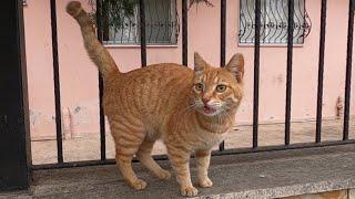 Ginger cat trilling unbelievably cute