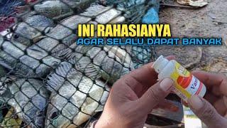 Rahasia mancing nila agar selalu dapat banyak#MM-286