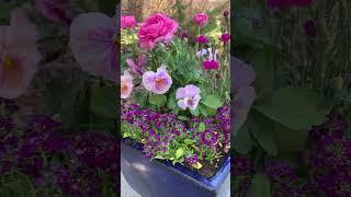 Pretty Pink Spring Container with Ranunculus & Pansy  #springplanting #ranunculus #containergarden