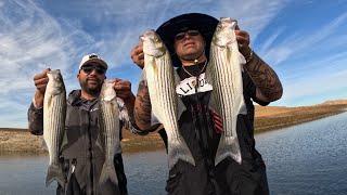 Non Stop Striped Bass Blow Ups Fishing San Luis Reservoir