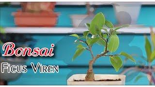 Ficus Viren Bonsai: 2 Year Timelapse Transformation