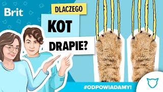 ODPOWIADAMY: Dlaczego kot drapie? - Brit Polska