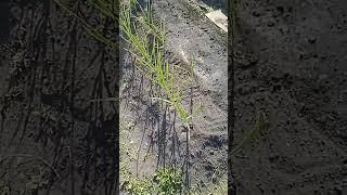 Садовые деревенские дела, кто с деревни + в коменте