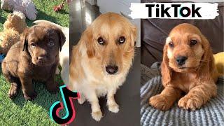 TIK TOKS THAT MAKE YOU GO AAWWW  ~ Funny Dogs of TikTok Compilation ~ Cutest Puppies