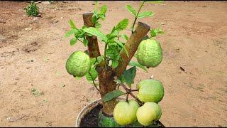 Air Layerage Guava Tree | Grafting Guava Technique & Growing Faster