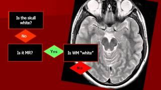 Introduction to Imaging: What am I looking at?