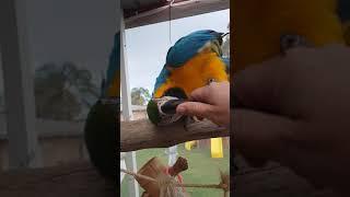 Macaw, talking laughing and playing. Harry the blue and gold macaw