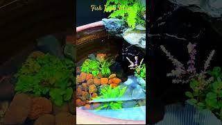 MMA Shorts : Fish Tank Setup | Mini Pond Idea #minipond #fishtank #fishtanksetup #aquascape