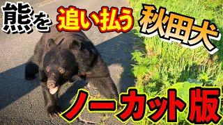 【貴重映像】熊を追い払う秋田犬　ノーカット版　※おまけの熊動画付き　Uncut version 【Rare footage】Akita dog fighting off a bear