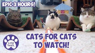 Cats Videos For Cats To Watch With Sound  EPIC 3 HOURS! * Cats Playing * Entertainment For Cats