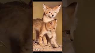 Unveiling the Mysterious Sand Cat: The Amazing Survival Skills of the Fierce and Mysterious