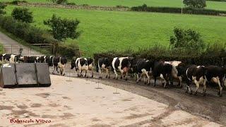 Bringing in 440 Cows for Milking and Silage Feed.