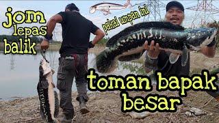 casting toman | mama toman monster tewas dgn teknik jerk minnow | curado dc | maguro |ady fly