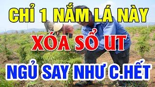 Kỳ Lạ Mất Ngủ Đến Cỡ Nào Cũng NGỦ NGON Chỉ Với 1 Nắm Lá Này, Uống 1 Cốc Là Ngủ Sâu Ngủ SAY NHƯ CHẾT