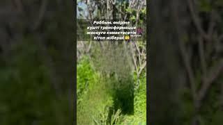 Жүрек тыныштығы, Балқия Балтабай.                    8 775 584 10 10 #балқиябалтабай